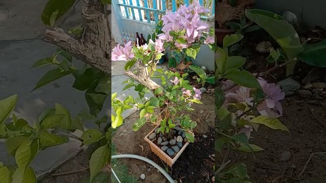 Bougainvillea bonsai tree in our house ❤😉 смотреть онлайн