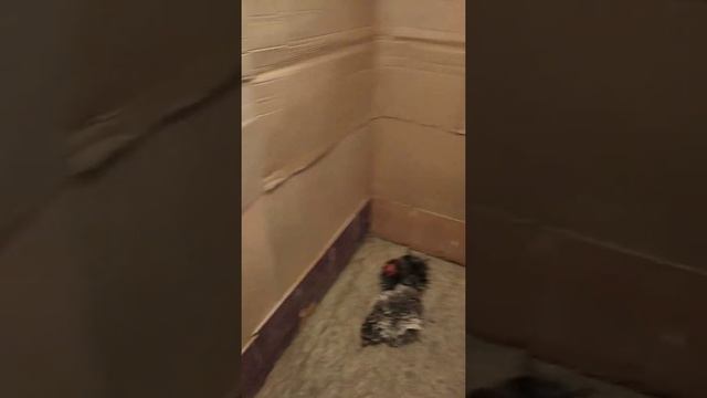 Завершил утепление курятника!