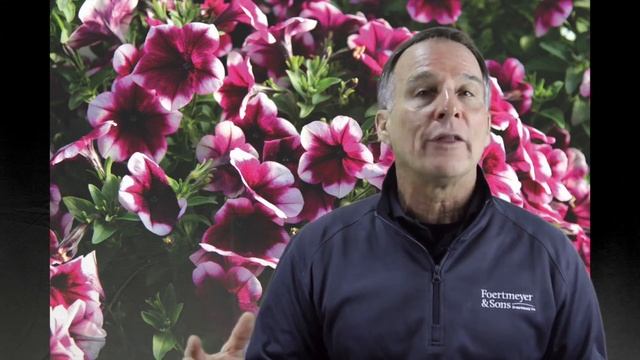 Rim Cherry Petunia Trio смотреть онлайн