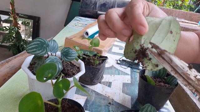 Leaves Propagation Of WATERMELON AT RAINDROP PEPEROMIA.🍀