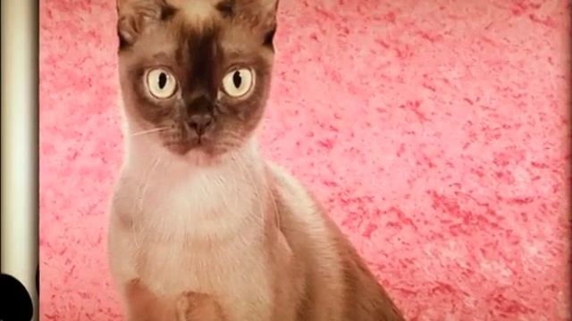 Бурманские кошки Марины Иваницкой / Burmese cats смотреть онлайн