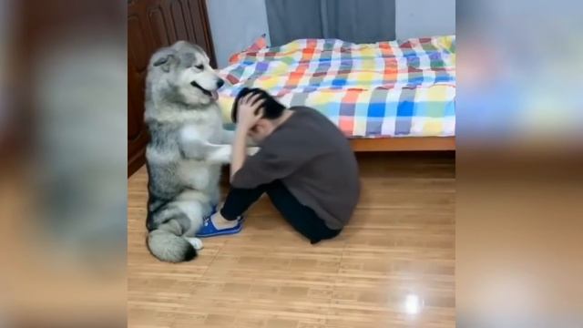 Я РЖАЛ ПОЛ ЧАСА / СМЕШНЫЕ ЖИВОТНЫЕ , КОТЫ СОБАКИ ЛУЧШИЕ ПРИКОЛЫ смотреть онлайн
