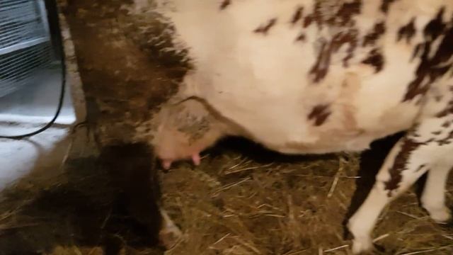 FILMAS IŠ VERŠELIŪ GYVENIMO✌?✌?✌?✌? смотреть онлайн