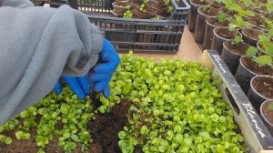 Как пикировать лобелию