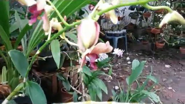 Dendrobium Hybrid - Brown Curly Flowers - NoID смотреть онлайн