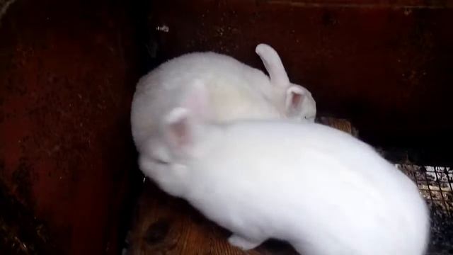 Спаривание Новозеландских белых кроликов. смотреть онлайн