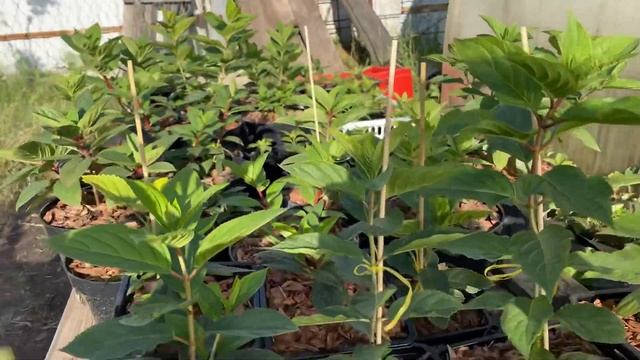 Посадка черенков гортензии в открытый грунт 26.06 ? Посмотрим как будут развиваться? смотреть онлайн