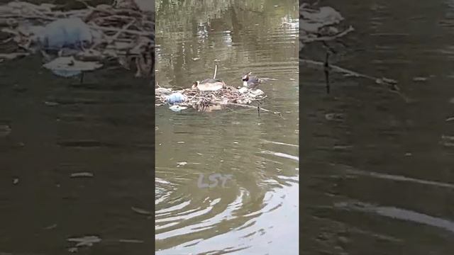 Смена караула в гнезде у чомги с птенчиками. Мама меняется с папой местами смотреть онлайн