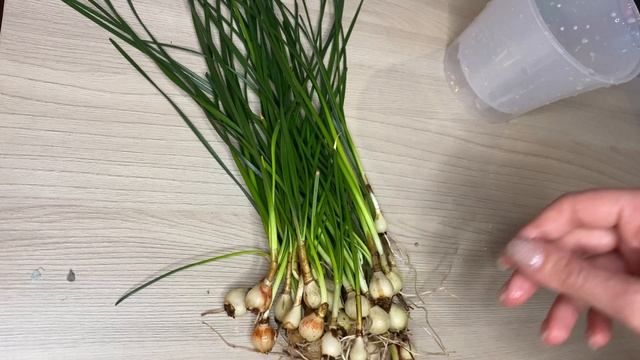 Пересадка Зефирантеса // Zephyranthes Replant // Цветы с "Авито" смотреть онлайн