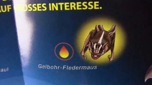 Big Animal World - Fledermäuse & Ratten - Teil 1 !!! Mega !!!  Bats & Rats Unboxing