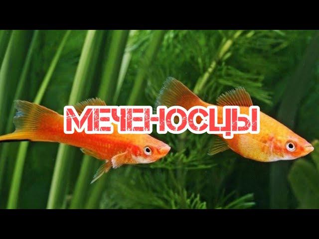 СОДЕРЖАНИЕ И РАЗВЕДЕНИЕ МЕЧЕНОСЦЕВ В АКВАРИУМЕ. смотреть онлайн