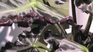 Разнообразие Алоказий! Виды и сорта Алоказий  для выращивания дома!