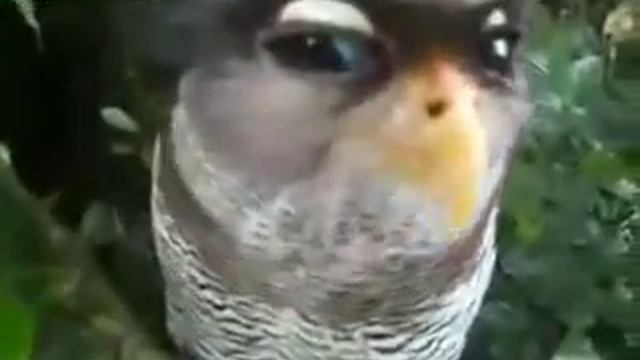 Филин с Суматры смотреть онлайн