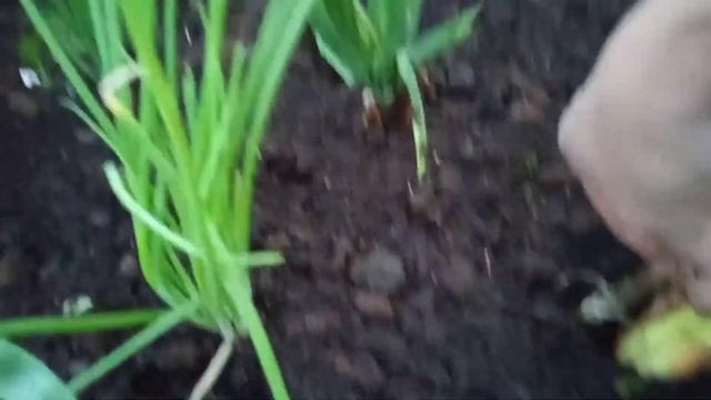 Банановый гигант в середине лета смотреть онлайн