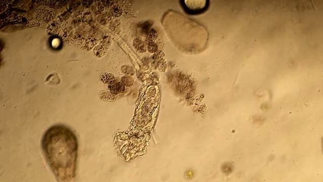 Collothecha mutabilis смотреть онлайн