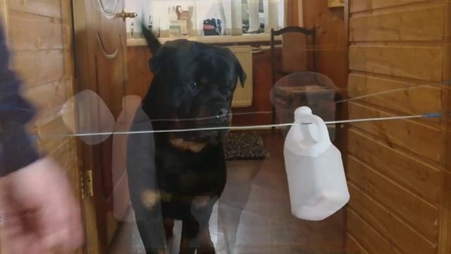 ИГРУШКИ ДЛЯ РОТВЕЙЛЕРА СВОИМИ РУКАМИ.2.Воспитание и дрессировка собак смотреть онлайн