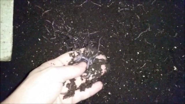 Разведение червей дендробена. От кокона до товарного червя за 3 месяца. смотреть онлайн