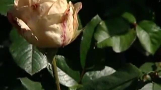 Советы разные, осенью на даче. смотреть онлайн