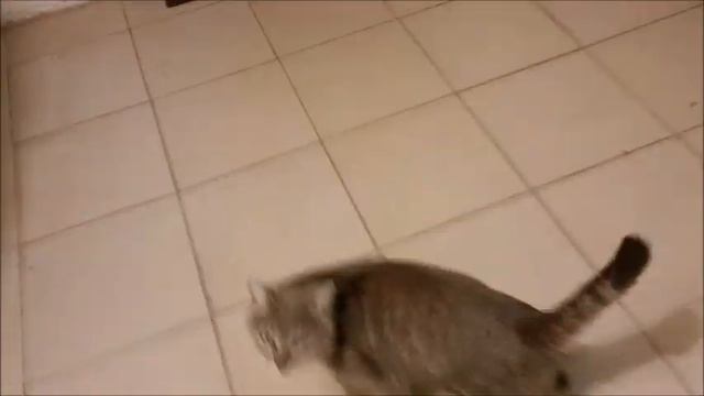 Соседский кот! смотреть онлайн