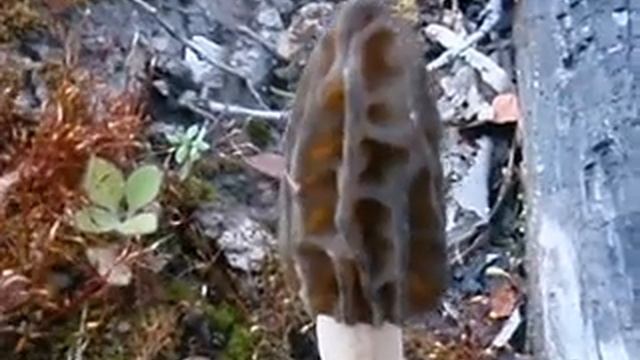 Morels in Victoria (Morchella Elata) смотреть онлайн