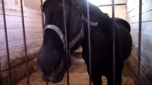 Экскурсия ч 4 В конюшне Дачного клуба Коприно смотреть онлайн