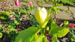 Магнолия Sunsation. Вторая неделя цветения.