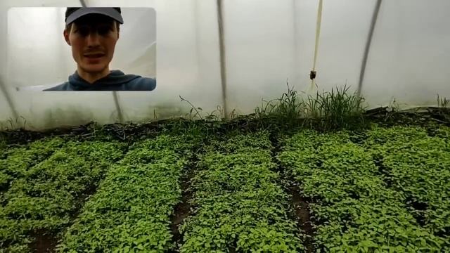 Розсада Овочів ... вирощування продаж Помідор, перцю, капусти ..... 0987181225??? смотреть онлайн