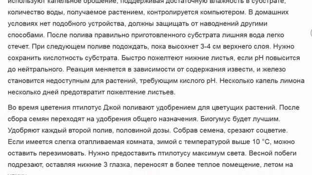 ЦВЕТОК ПТИЛОУС ВОЗВЫШЕННЫЙ ДЖОЙ смотреть онлайн