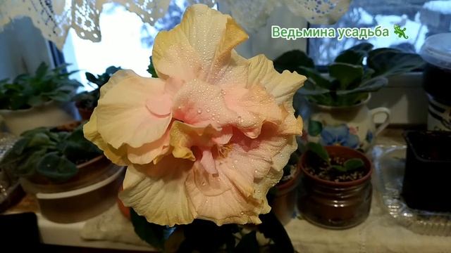 Гибискус комнатный. Зимнее цветение голландского розового гибискуса? смотреть онлайн
