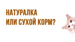 Чем лучше кормить кошку?