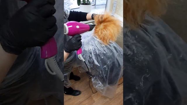 Укладка волос Парикмахеры.ру