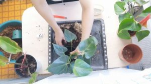 Антуриум, укореняла во мху воздушные корни. Несколько вариантов пересадки.