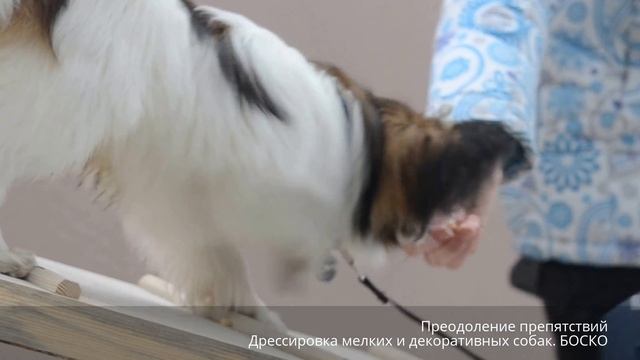 Папильон Принц. Дрессировка мелких и декоративных собак смотреть онлайн