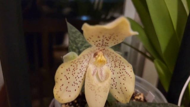 Sophie's Garden 兰花，同色兜兰 Paphiopedilum concolor смотреть онлайн
