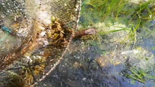 Рыбалка рано утром 🙏Карасямба и Ратан 🐠 смотреть онлайн