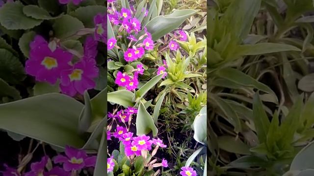 Примула уход,размножение смотреть онлайн