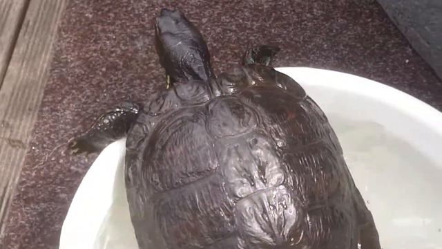 Черепахе не нравится маленькая ванна смотреть онлайн