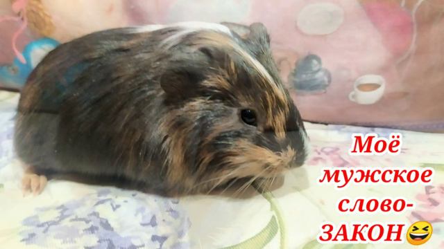 Самая лучшая песенка морских свинок🐹Поздравляем всех с КАНИКУЛАМИ! смотреть онлайн