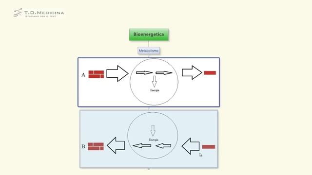3) Bioenergetica per i test di ammissione смотреть онлайн