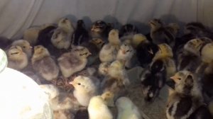 Борковская барвистая/Леггорн серебристый цыплята 2 дня