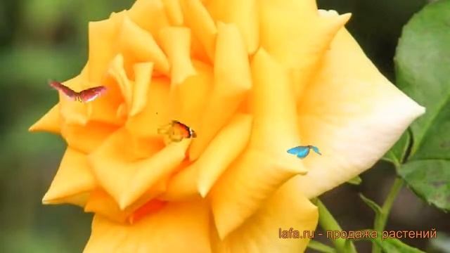 Роза чайно-гибридная Голден Моника (golden monica) ? обзор: как сажать, саженцы розы Голден Моника смотреть онлайн