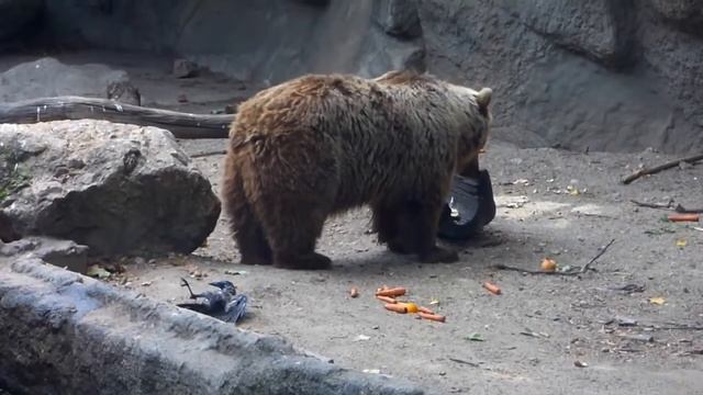 Meda spasio Vranu iz vode od davljenja :) смотреть онлайн