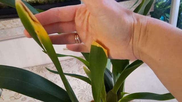 Моя камбрія смотреть онлайн