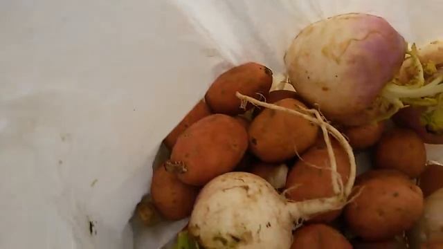 Бесплатная еженедельная доставка продуктов в Израиле для безработных, пенсионеров и инвалидов смотреть онлайн
