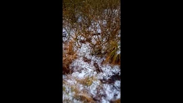 #Shedhunting #ПоискРогов #РогаЛося Достал рога лося из болота смотреть онлайн