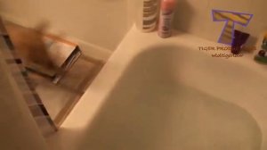 Кошки и собаки в ванной ПОДБОРКА