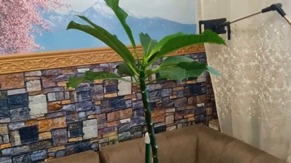 Плюмерия 50 дней после обрезки. Результат. Ч3.