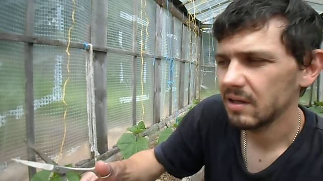 Обрезка усов у огурцов | Надо ли обрезать усы у огурцов смотреть онлайн