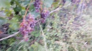 Виноград-Шоколадный он же ПГ-12,Марадонна.