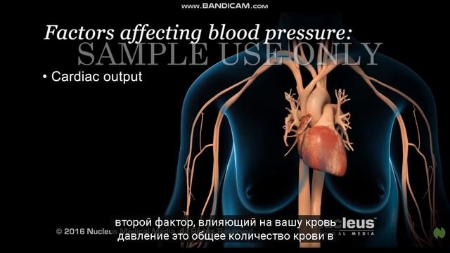 Физиология. Большого и малого круга кровообращения. смотреть онлайн